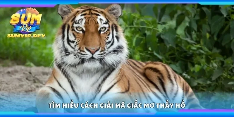 Tìm hiểu cách giải mã giấc mơ thấy hổ